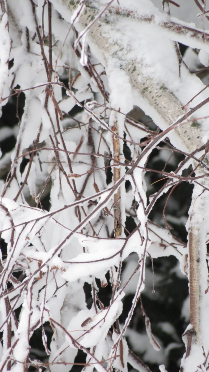 White Birch branches, encased.