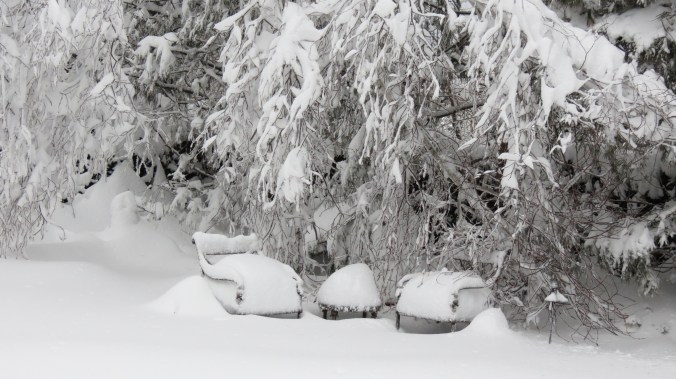 The branches of the White Birch are usually more vertical than this. To the left of the chairs is the knot garden, which I planted for winter interest.  Interesting, huh?