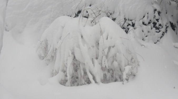 That's the Pee Gee Hydrangea. 