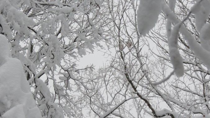 Looking up, through the branches.