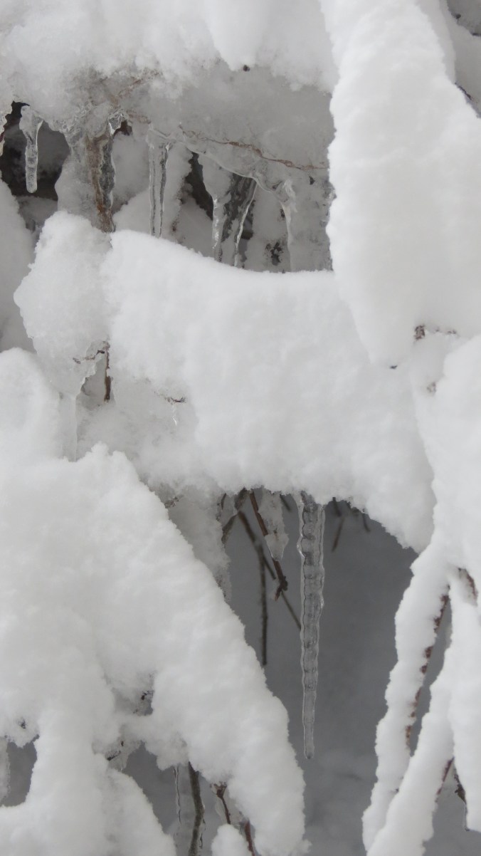 Ice cave or Weeping Dogwood?