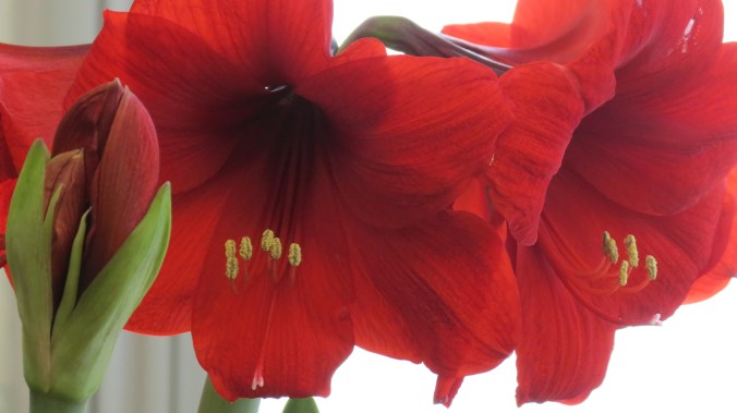 Amaryllis