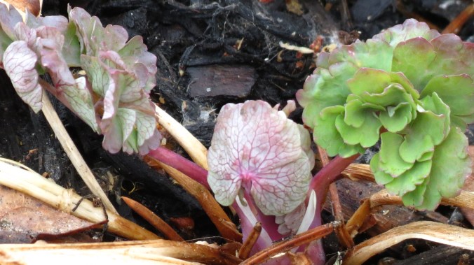 This may not look like much, but this swirl of green is a big deal for me.  This is Columbine, started from seed a year ago.  I'm hoping for the first blooms.