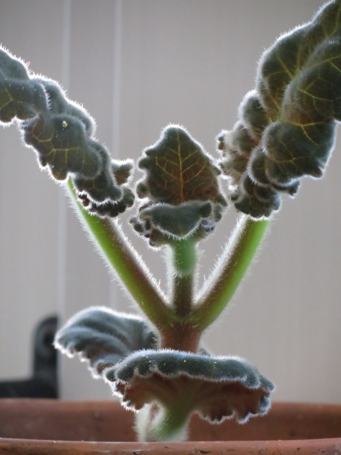 I'll take my green wherever I can get it, even from a houseplant.  In this case, it comes from the furry leaves of Gloxinia, which is reappearing after it's winter slumber.