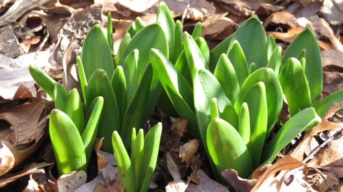 Hyacinth crowns push their way through the leaves.