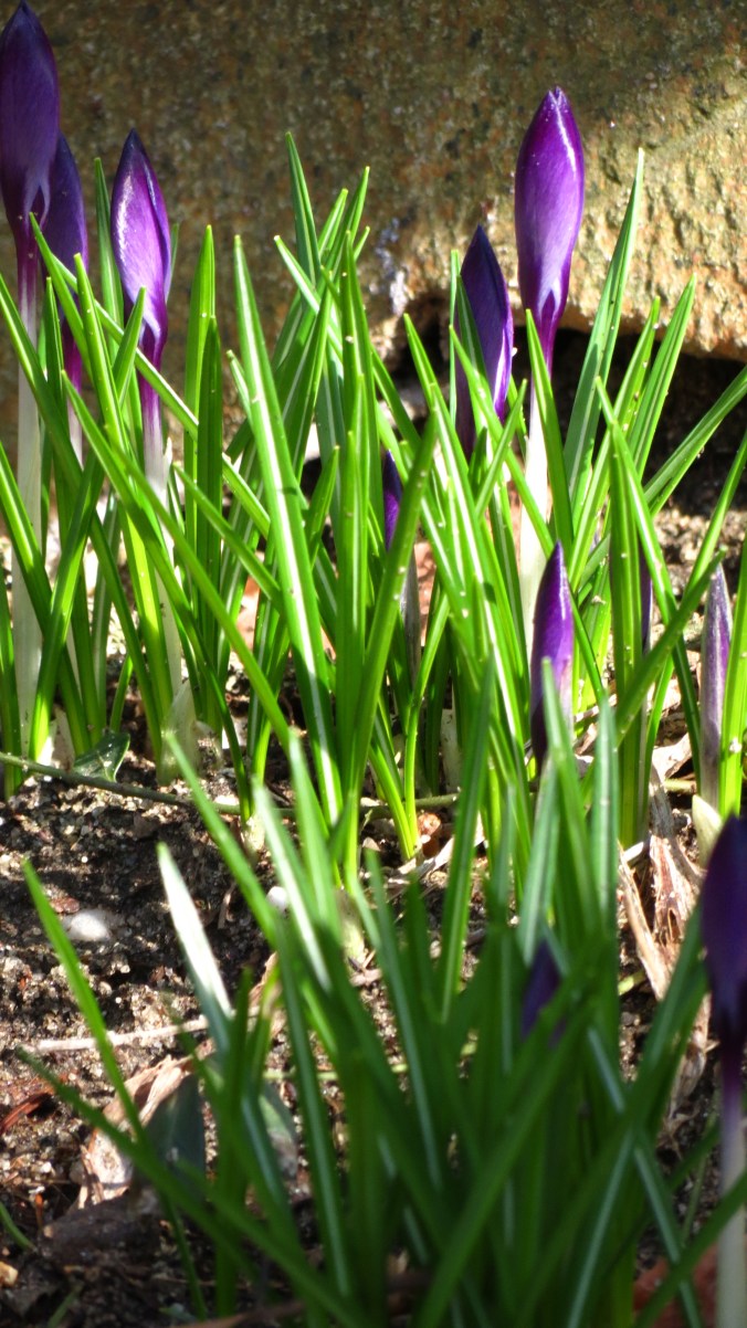 There's nothing like seeing the first crocus.  What some green and a splash of color can do for the soul!