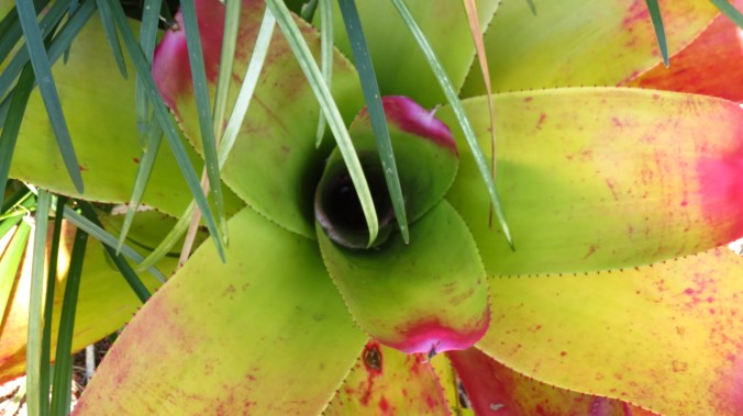 Bromeliad