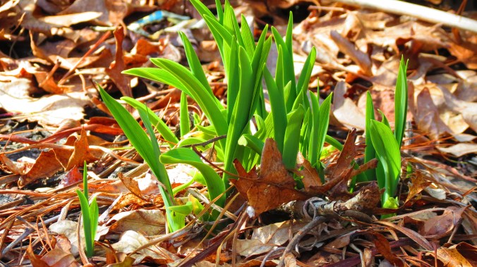 Daylilies are arriving, whether I'm ready or not.
