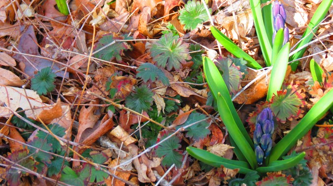 Spring is springing up all around -- and I haven't made the beds yet.