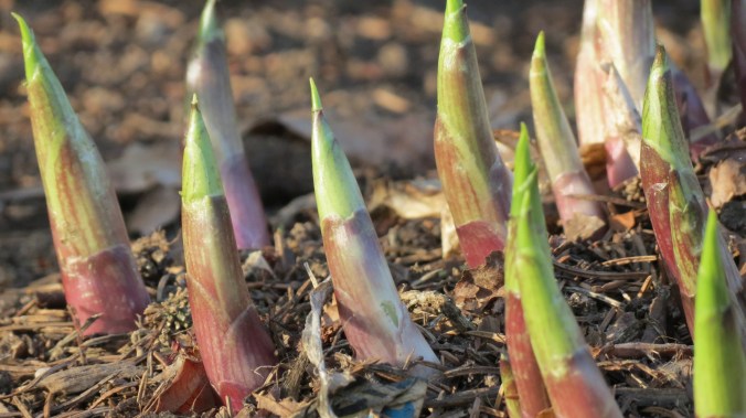 Hosta. “Spring drew on . . . and a greenness grew over those brown [garden] beds, which, freshening daily, suggested the thought that Hope traversed them at night, and left each morning brighter traces of her steps.” -- Charlotte Bronte, Jane Eyre