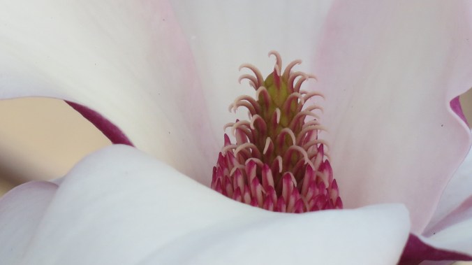 Magnolia. "Always it's Spring and everyone's in love and flowers pick themselves." -- e.e. cummings, poet