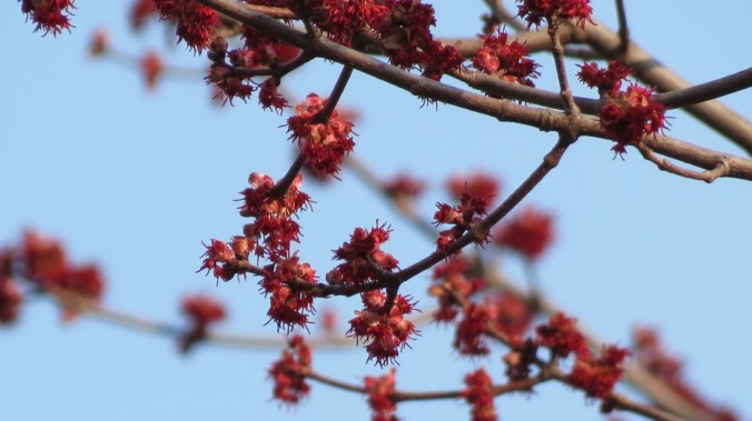 Maple. “It is a very beautiful day. The woman looks around and thinks: 'there cannot ever have been a spring more beautiful than this. I did not know until now that clouds could be like this. I did not know that the sky is the sea and that clouds are the souls of happy ships, sunk long ago. I did not know that wind could be tender, like hands as they caress -- what did I know -- until now?'” -- Unica Zurn, author & painter