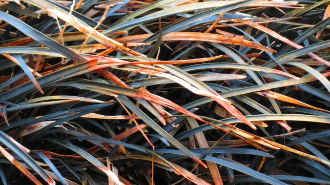 Mondo Grass with last year's comb over.