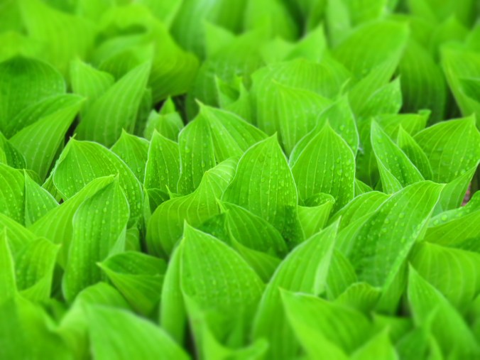 There's nothing like Hosta green to get the spring blood flowing.