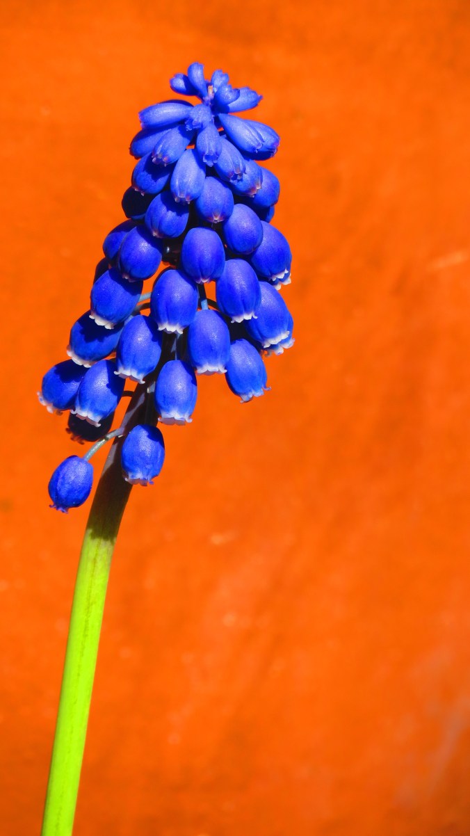 Muscari