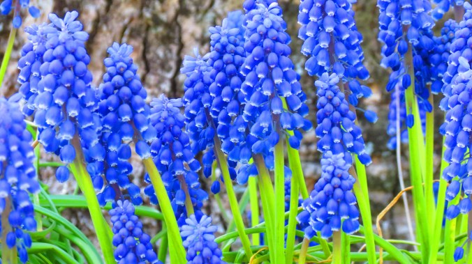 Muscari