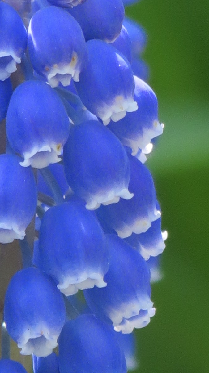 Muscari