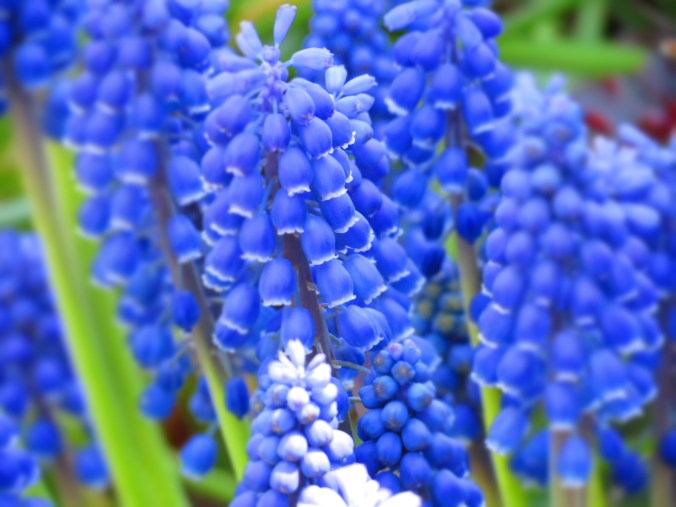 Muscari