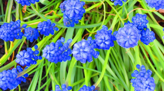 Muscari