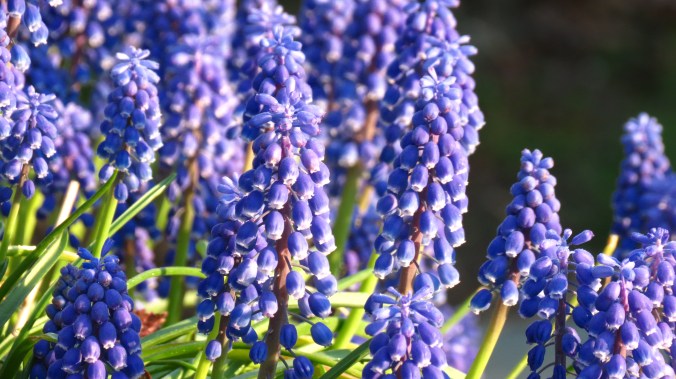 Muscari