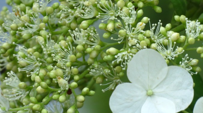 Climbing Hydrangea