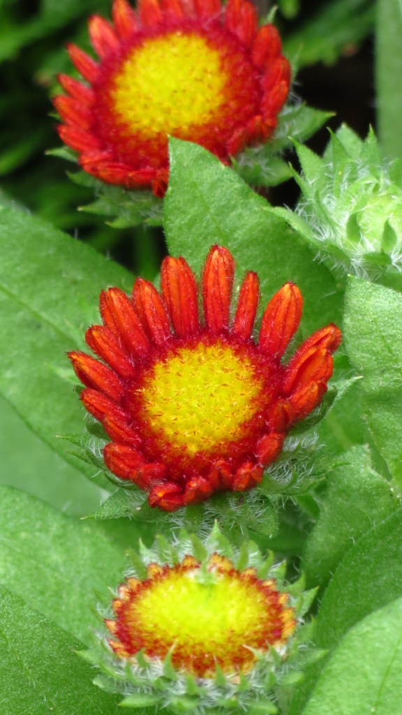 Gaillardia.  Season two of plants started from seed.