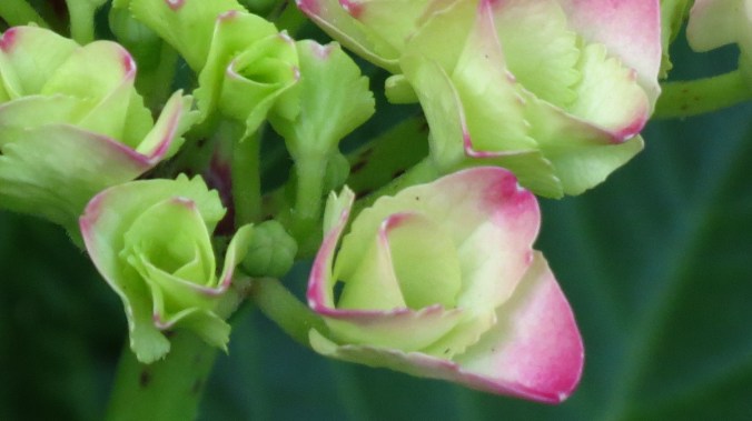 Hydrangea.  The first flush of color.