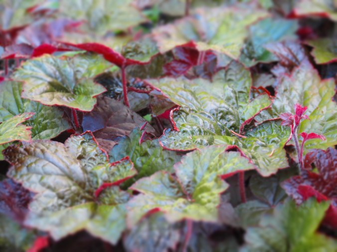 Heuchera.  It's all about the foliage.