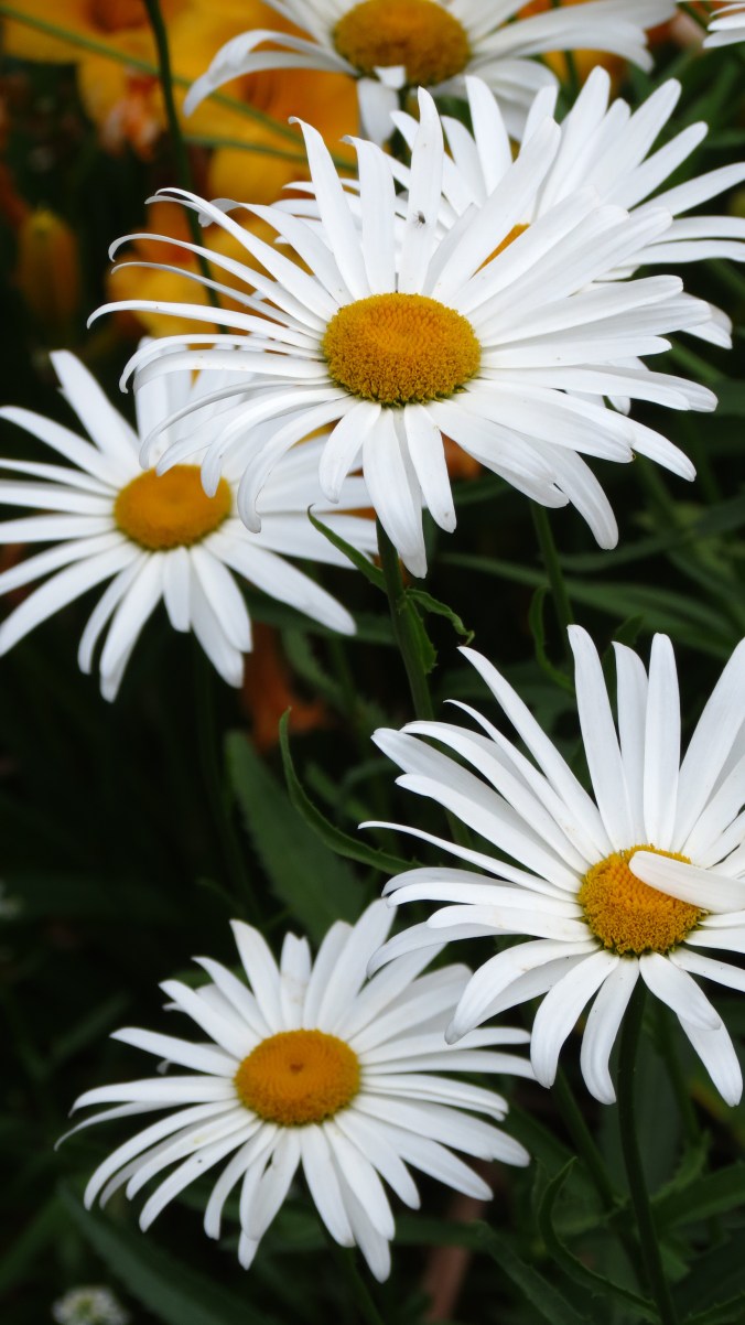 Daisies.