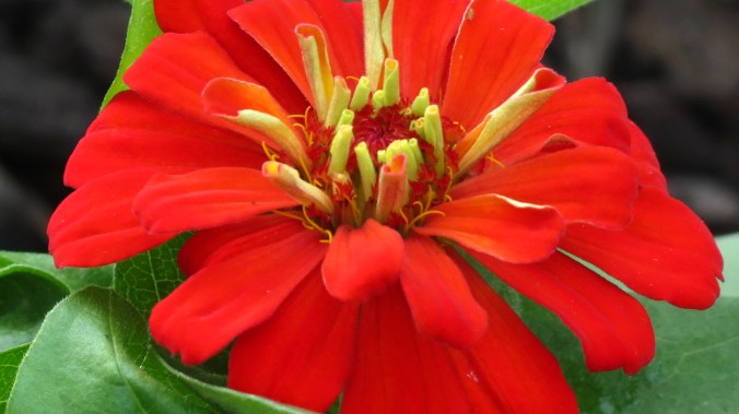 Zinnia.