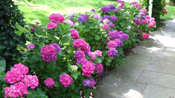 Hydrangea border.