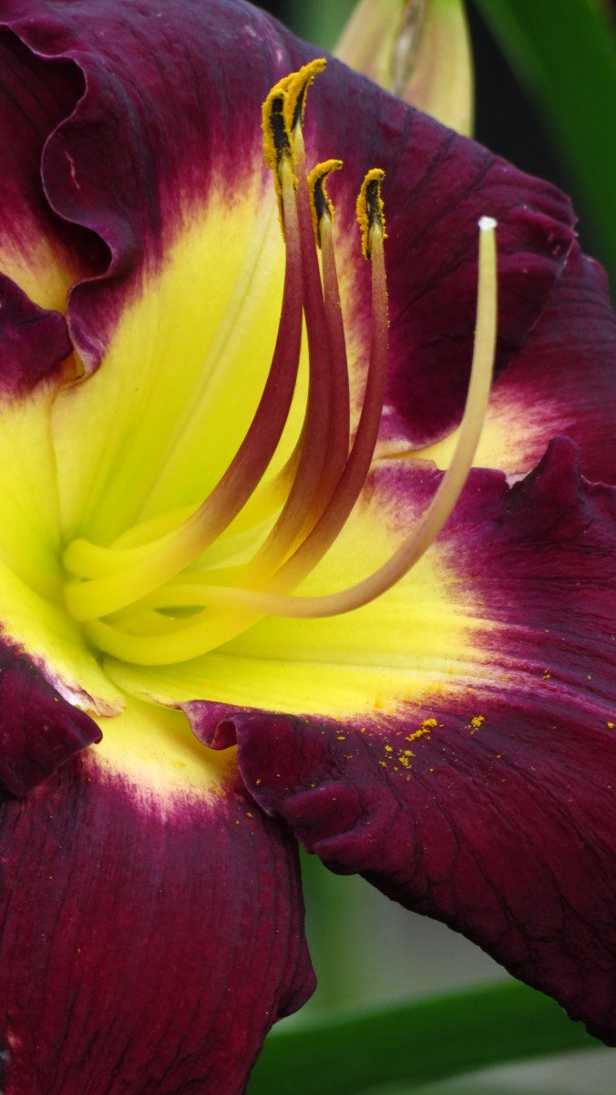 Daylily.