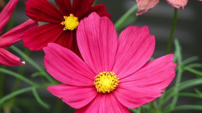 Cosmos.  They open red, fade to pink, and then a dusty rose.