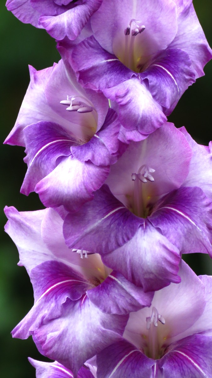 Gladiolus.