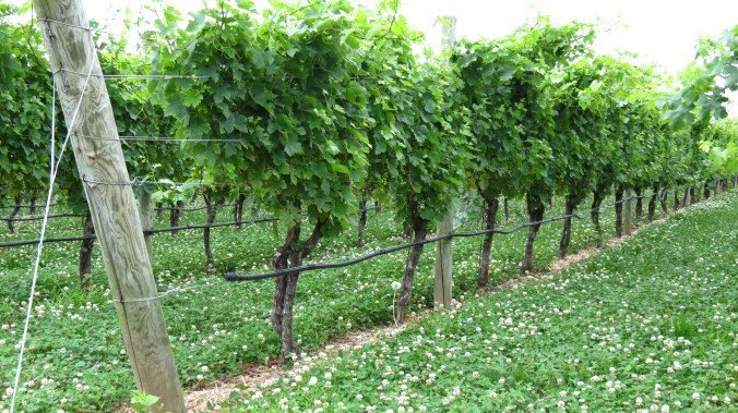 Vineyard