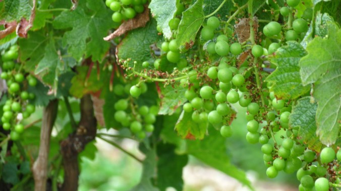 Grapes