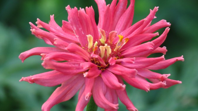 Zinnia