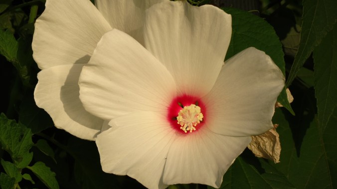 Hibiscus.