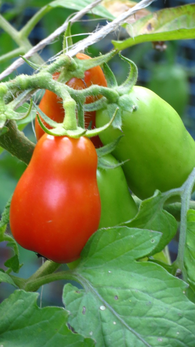 From garden to table.