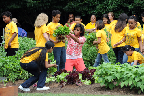 First Lady Michelle Obama works lends a hand in the White House vegetable garden. Courtesy of Baltimore Sun.
