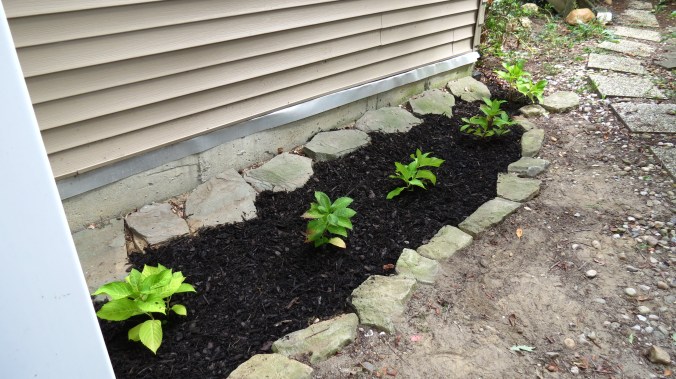 Hydrangea Bed After