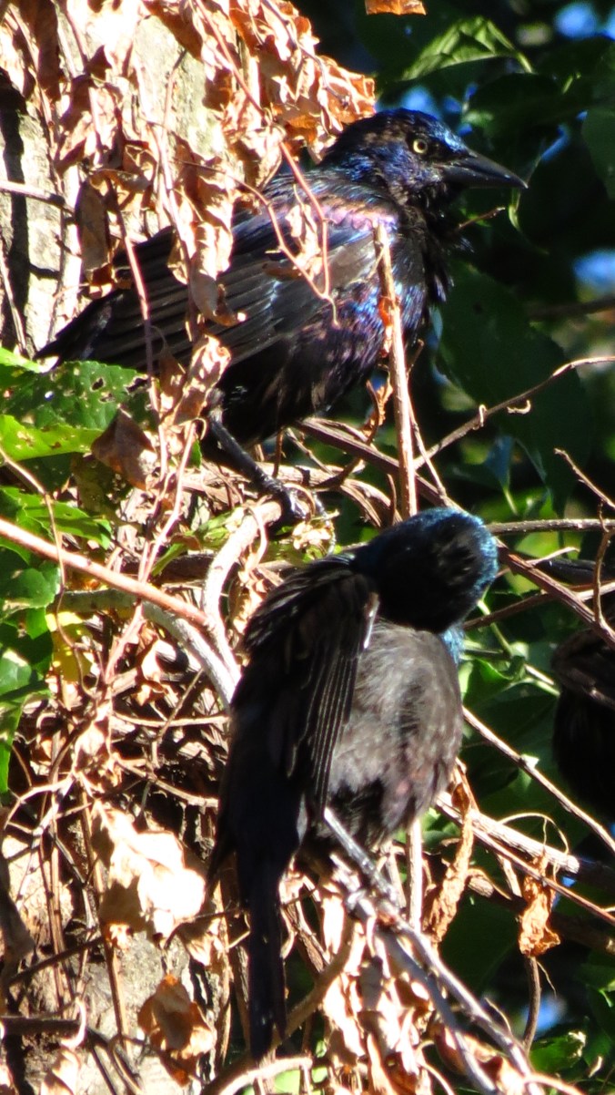 Grackles