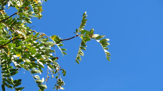 "I'm so glad I live in a world where there are Octobers." -- L.M. Montgomery, Anne of Green Gables