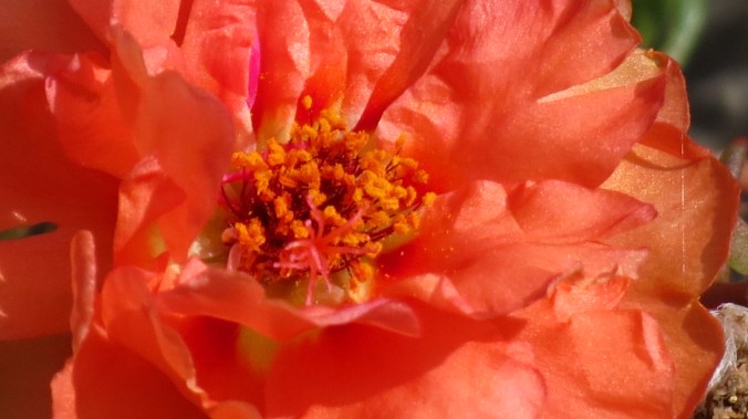 "Autumn is a second spring, where every leaf is a flower."  -- Albert Camus