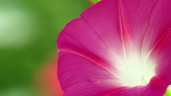 Their throats looking as if they held a bright light.