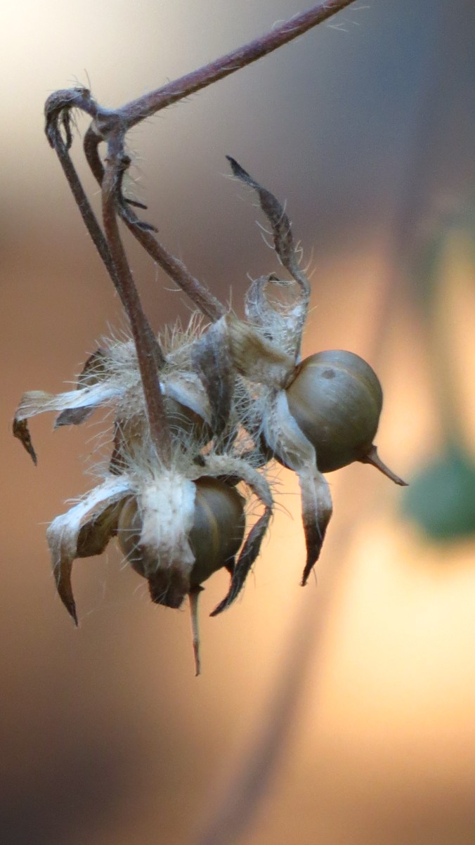 Today, seed pods are all that remain.