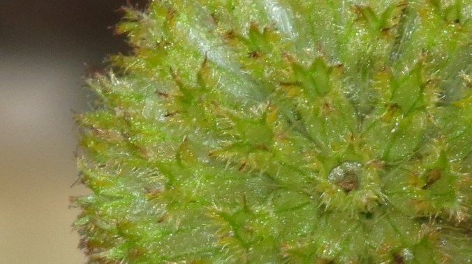 Gaillardia at the end of the season.