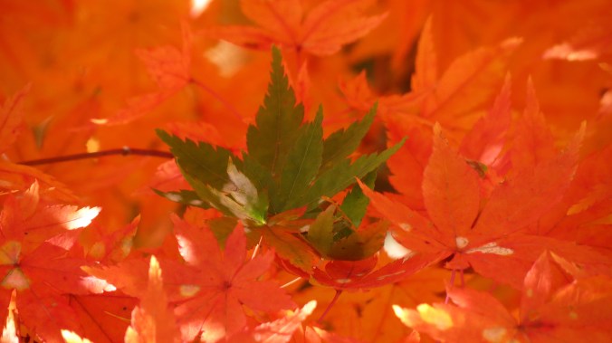 Leaves from my northern autumn.