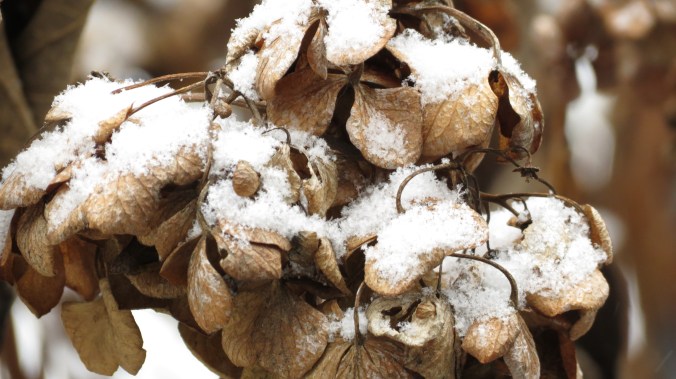 Hydrangea in snow.