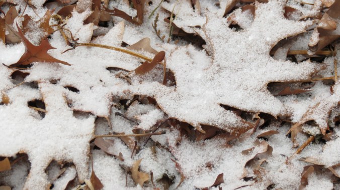 Oak leaves looking like cookies dusted with sugar.